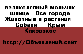 великолепный мальчик шпица - Все города Животные и растения » Собаки   . Крым,Каховское